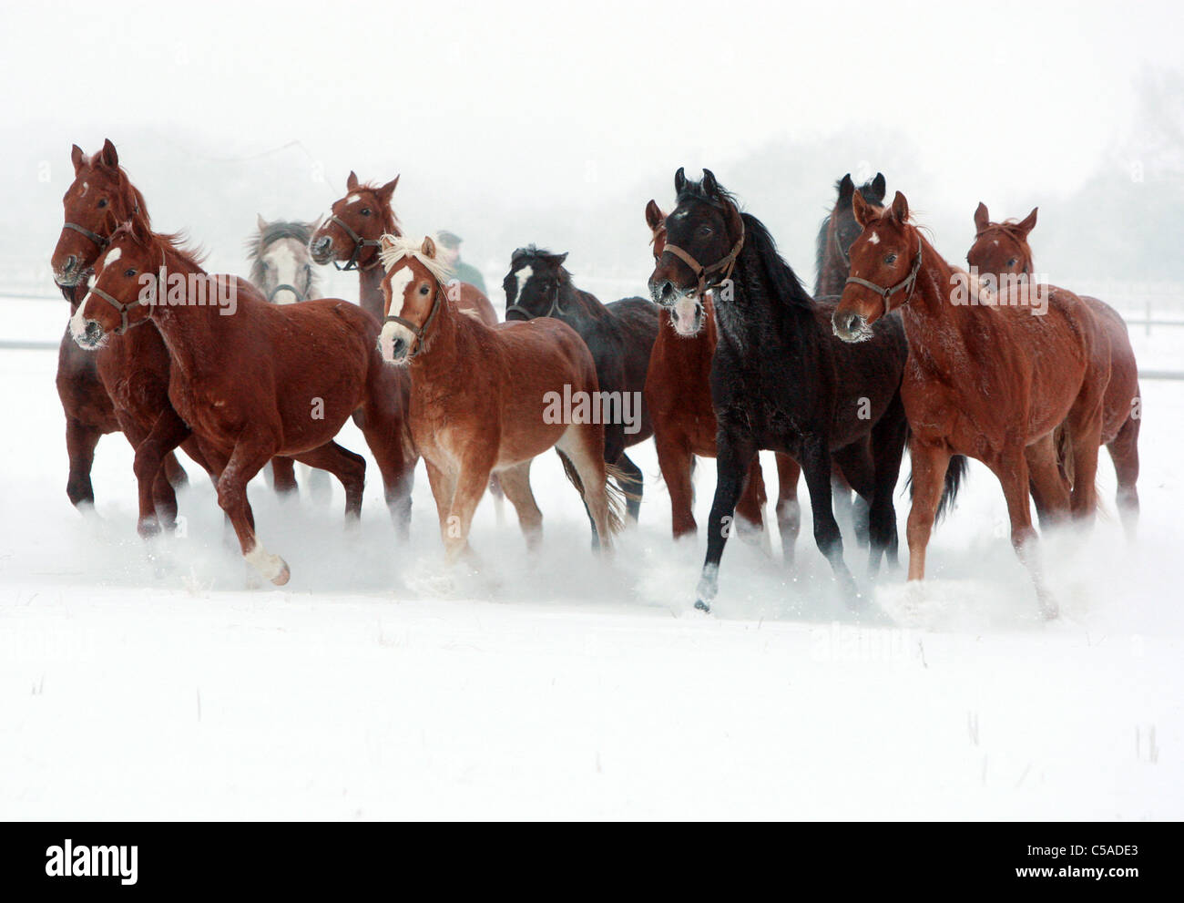 Horses galloping in a paddock in winter Stock Photo