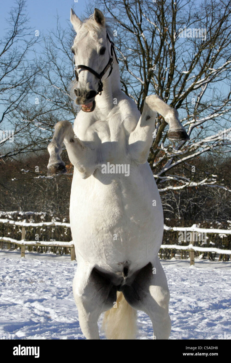 A white horse rearing in a paddock Stock Photo Alamy