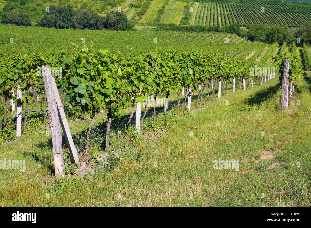 summer vineyard Stock Photo