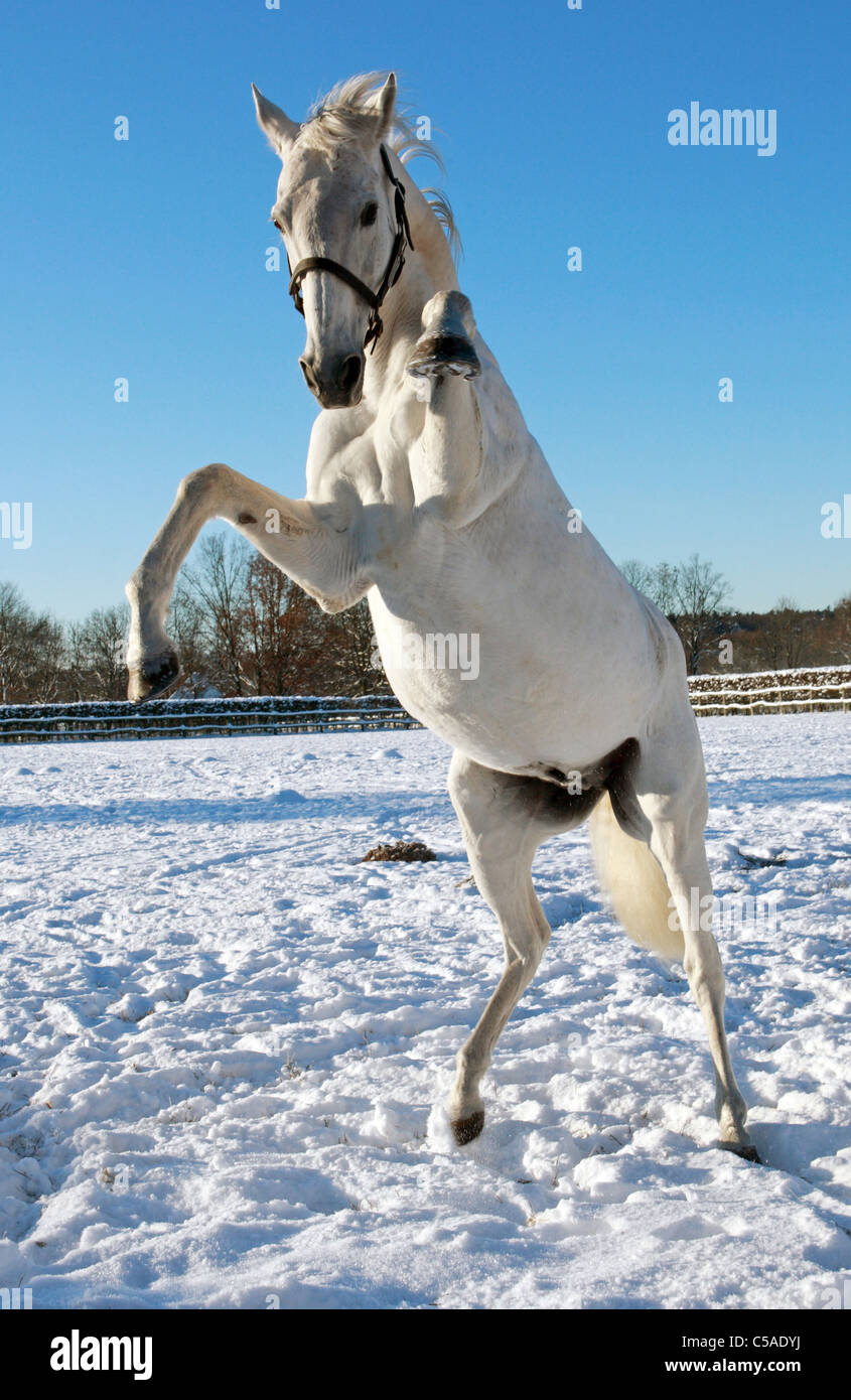 A white horse rearing in a paddock Stock Photo - Alamy