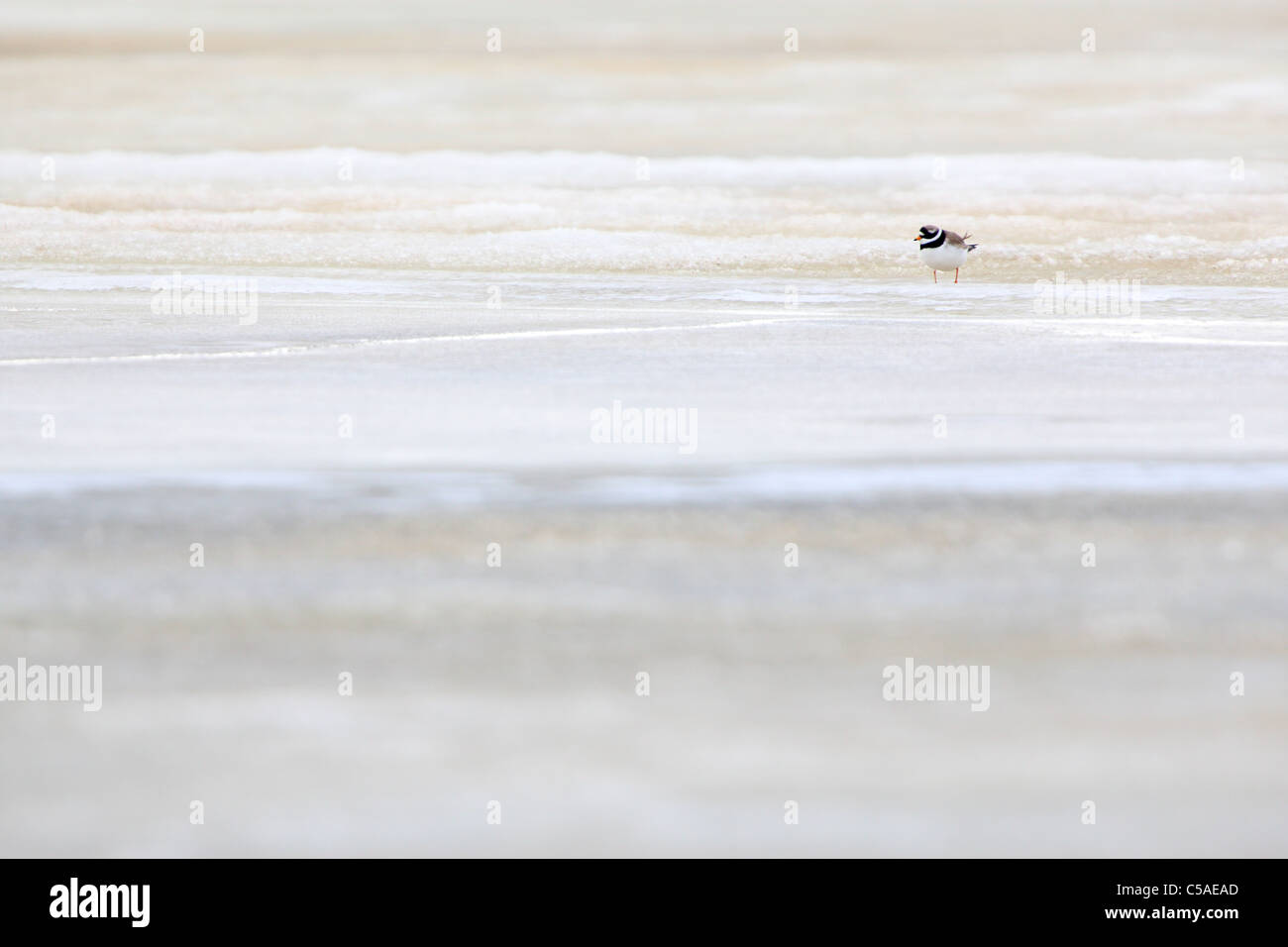 Ringed Plover (Charadrius hiaticula) standing on sea ice. April 2011, Europe. Stock Photo