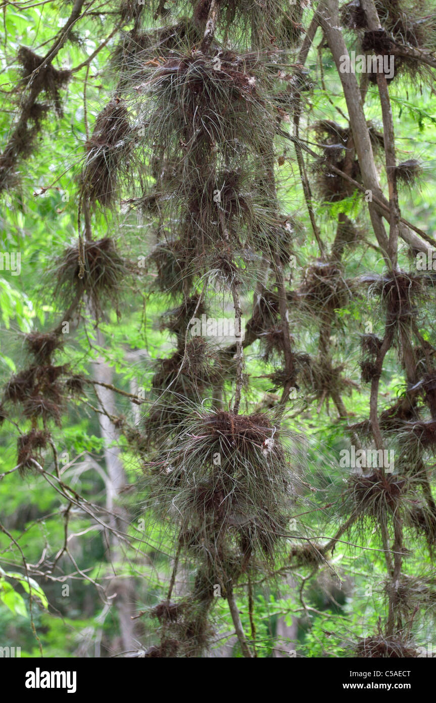 Manatee Springs State Park Florida epiphytic plants attached to tree branches along the spring run. Stock Photo