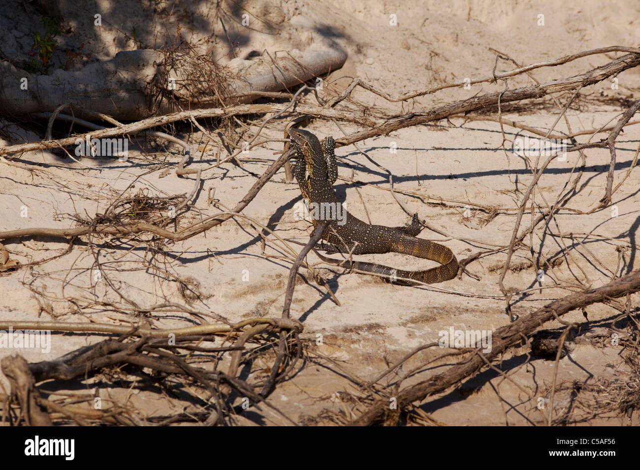 Nile water monitor Lizard (Varanus niloticus ) on the banks of the Zambezi River, Zambia Stock Photo