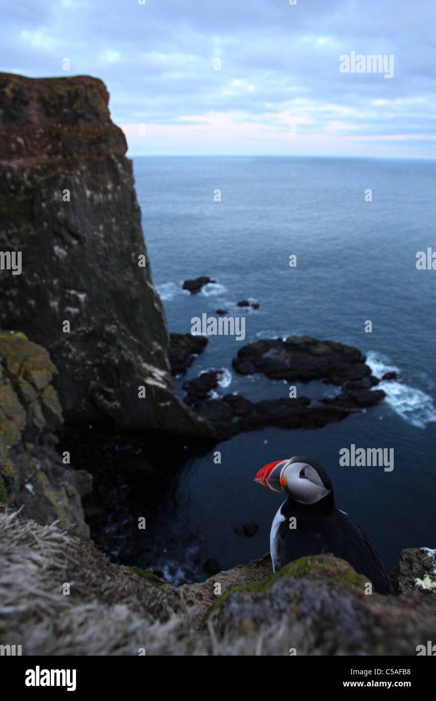 Wide-angle photo of Puffin (Fratercula arctica) on the Edge of a Cliff. Iceland 2011 Stock Photo