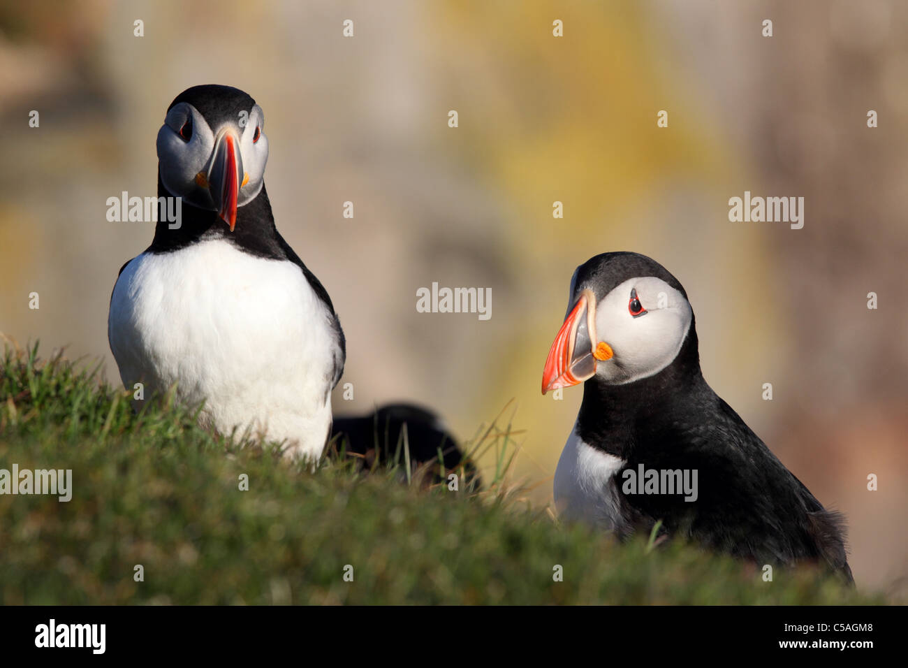 Puffin's (Fratercula arctica). Iceland 2011 Stock Photo