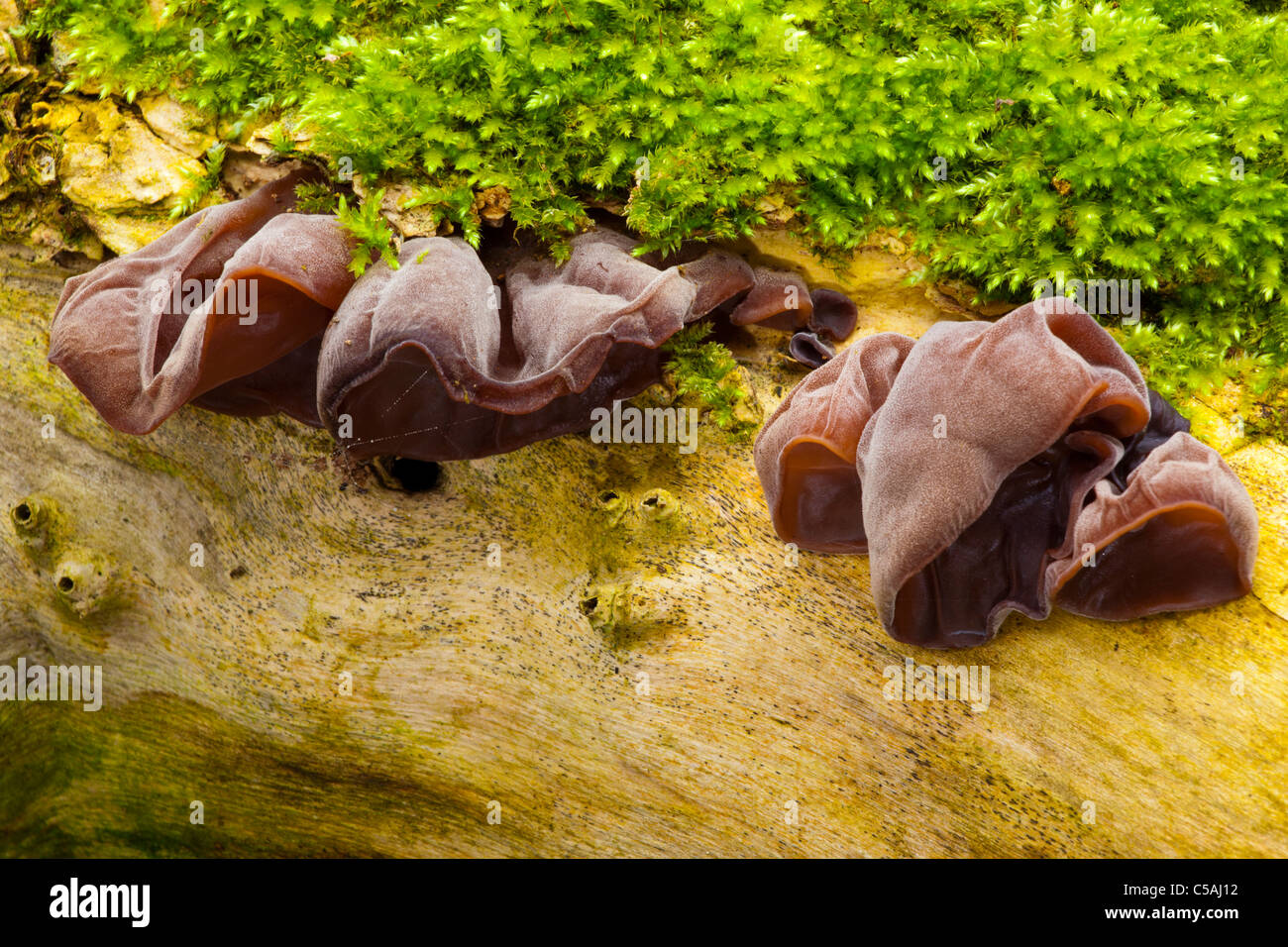 England, Tyne and Wear, Whitley Bay. Jews Ear fungus growiing on a tree
