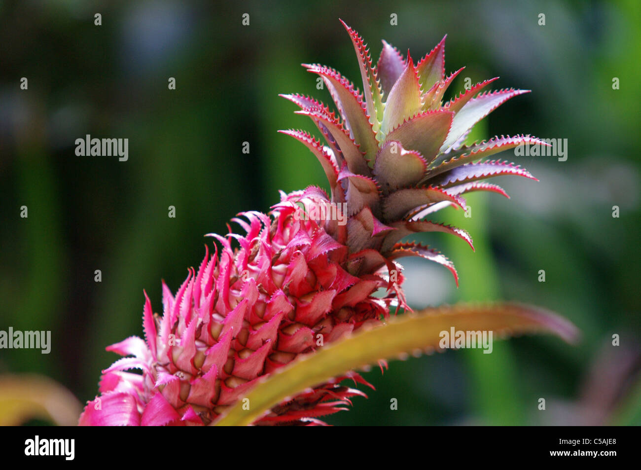 Close-up of a pineapple plant Stock Photo