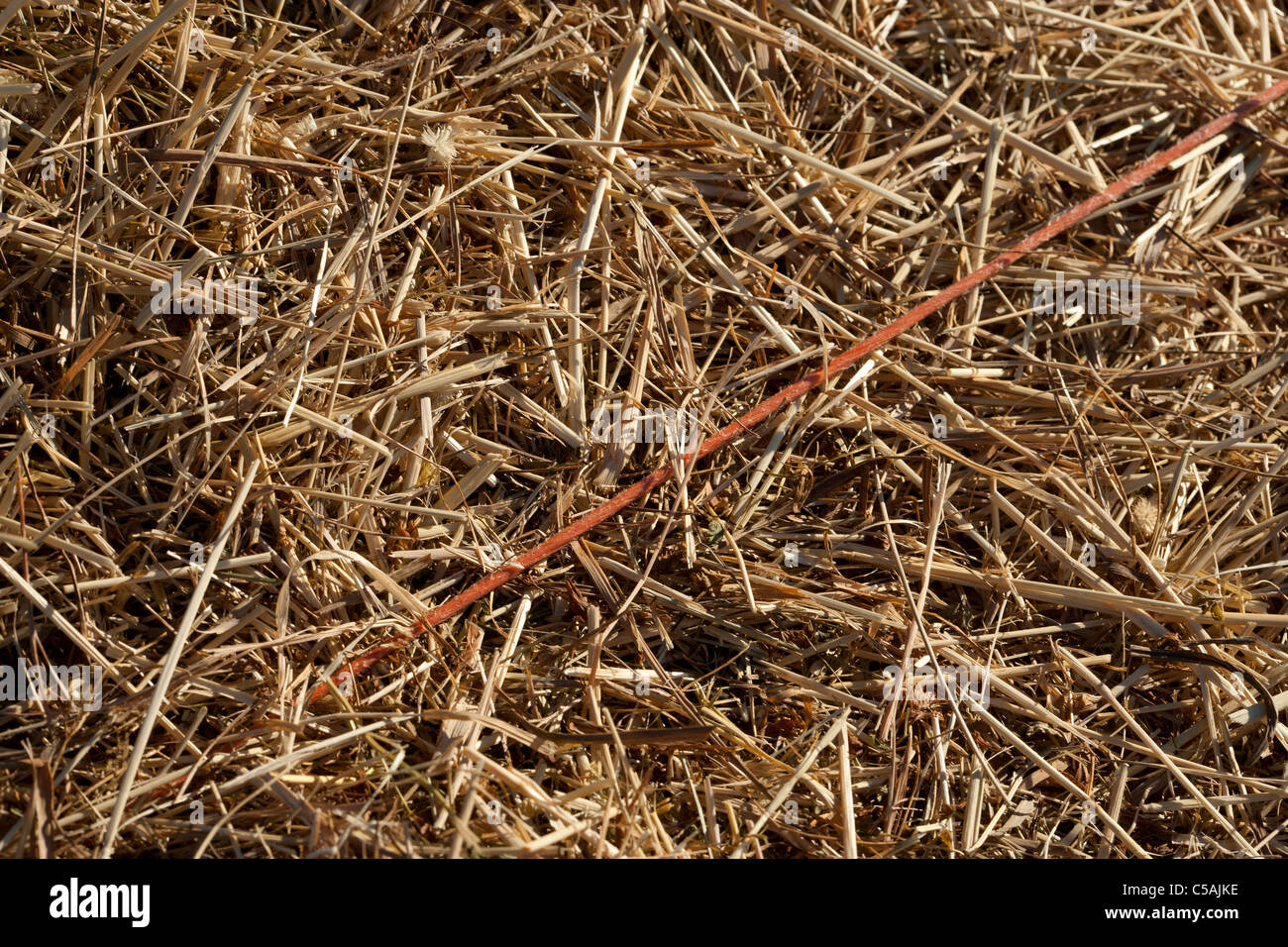 Close up of bailing twine holding a straw bale together Stock Photo