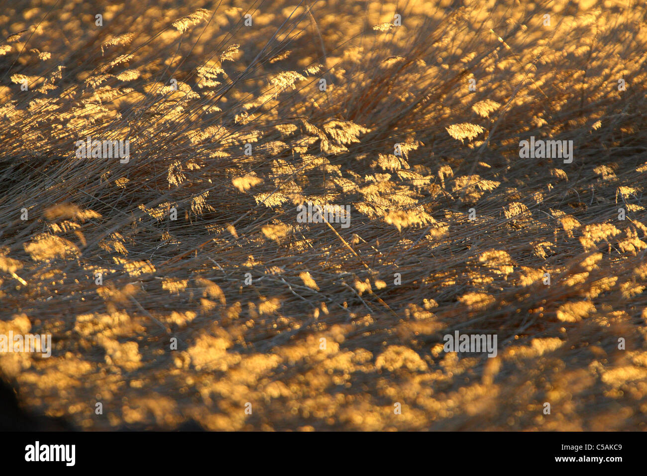 Backlit, glowing reed heads at sunset. Detail from massive reed field ...