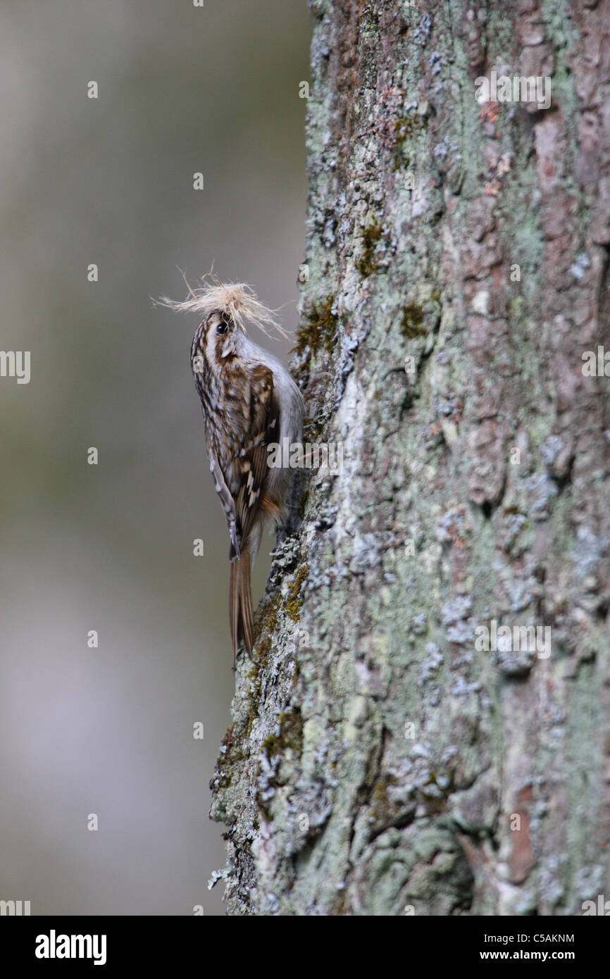 Treecreeper (Certhia familiaris) with nest material. Spring 2011 Stock Photo