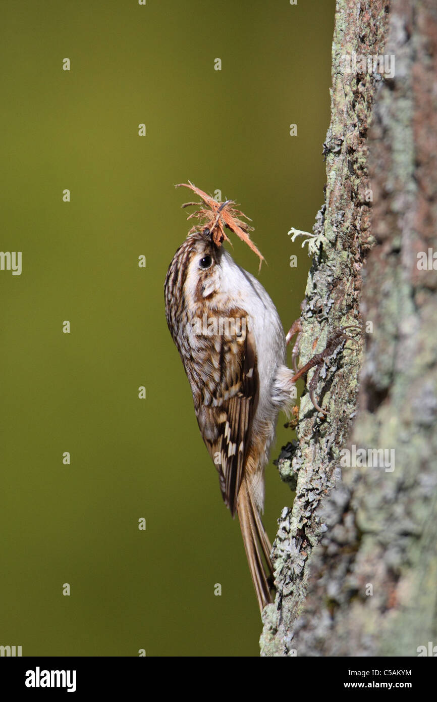 Treecreeper (Certhia familiaris) with nest material. Spring 2011 Stock Photo