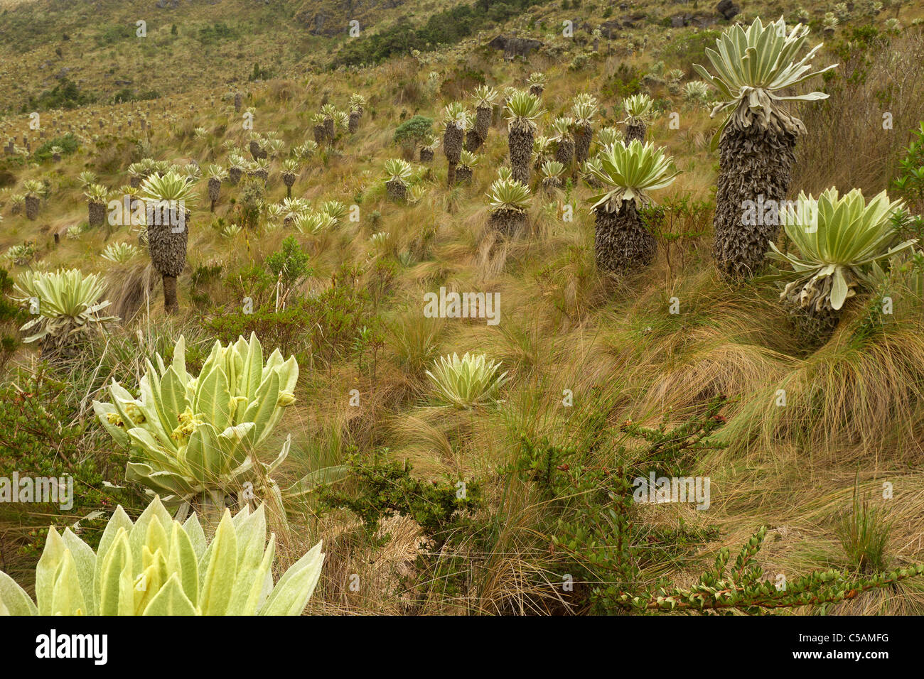 Espeletia Is An Endemic Plant From Colombia Ecuador And Venezuela Live At High Altitude In The Paramo Ecosystems Stock Photo