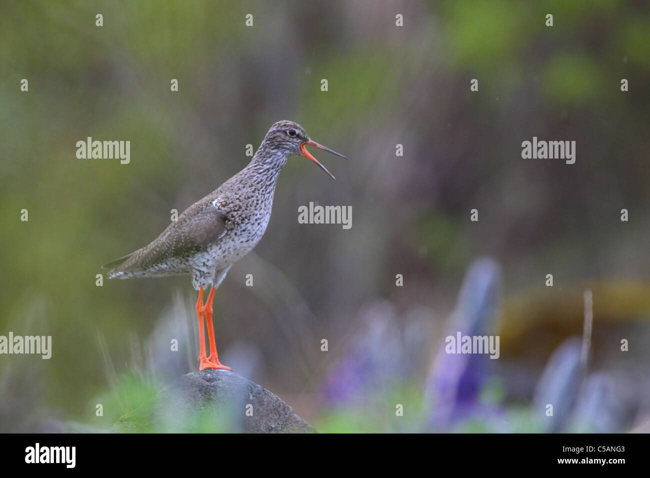 Common Redshanks (Tringa totanus) are wary and noisy birds who will alert everybody with their loud piping call. Stock Photo