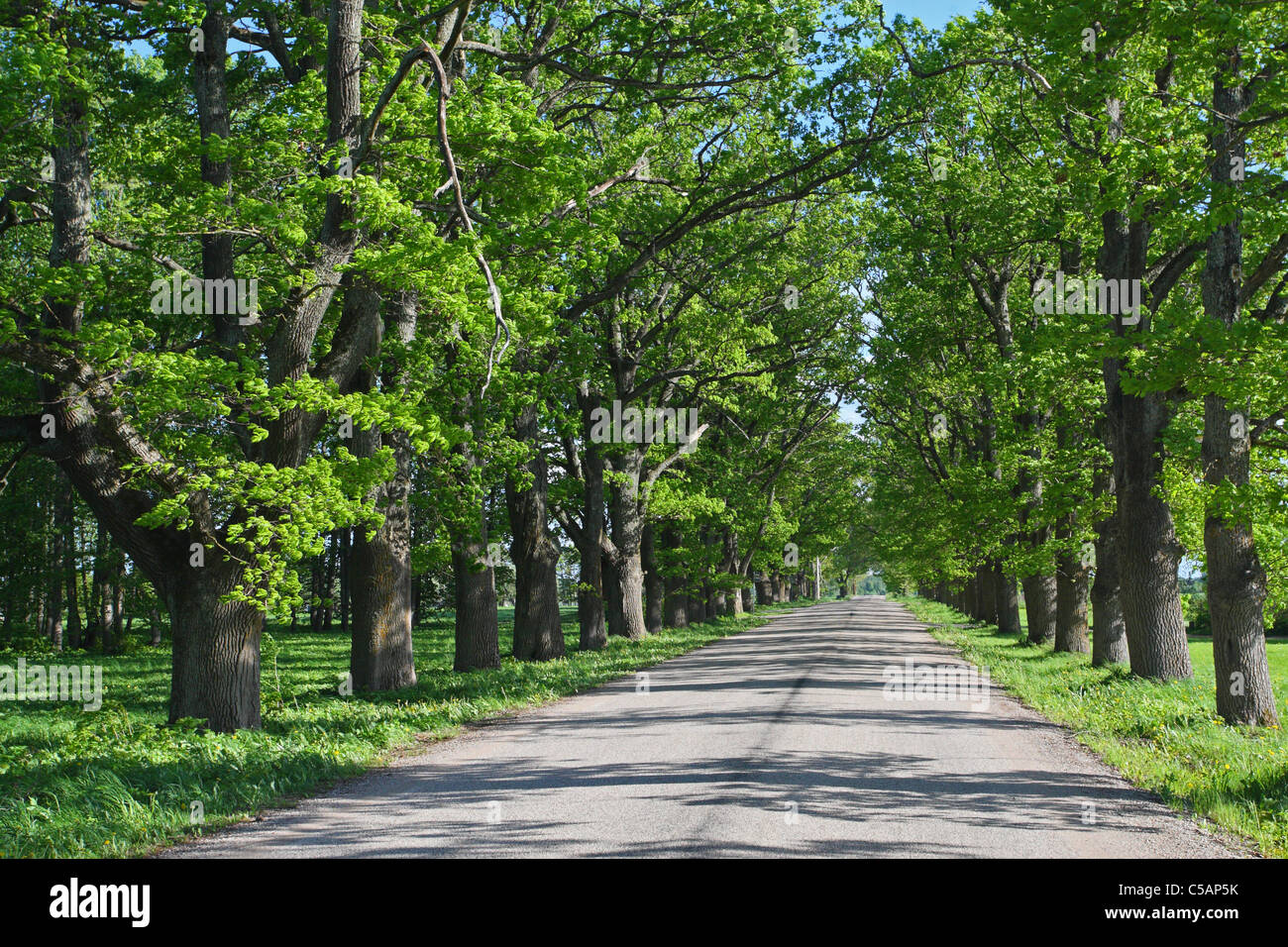 Green alley trees in hi-res stock photography and images - Alamy