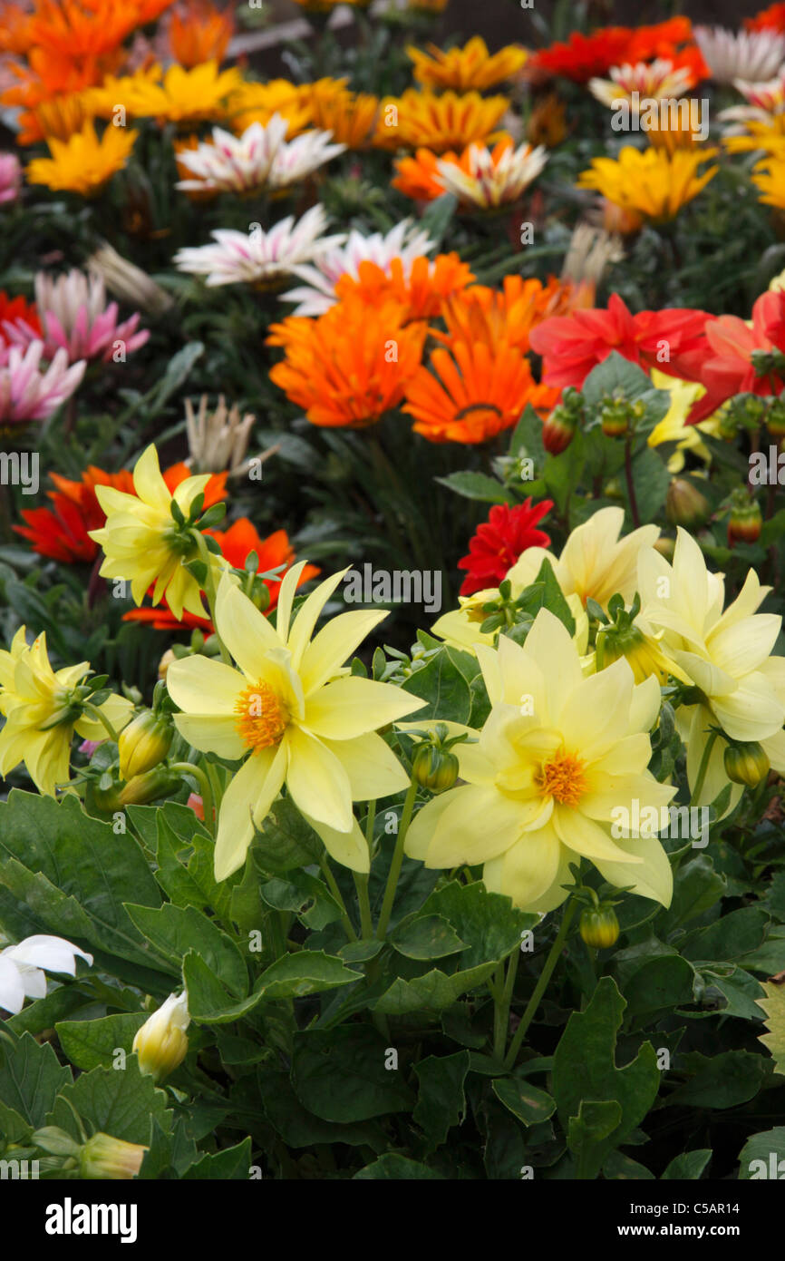 Bedding plants in garden yellow dahlia, with gazanias in background