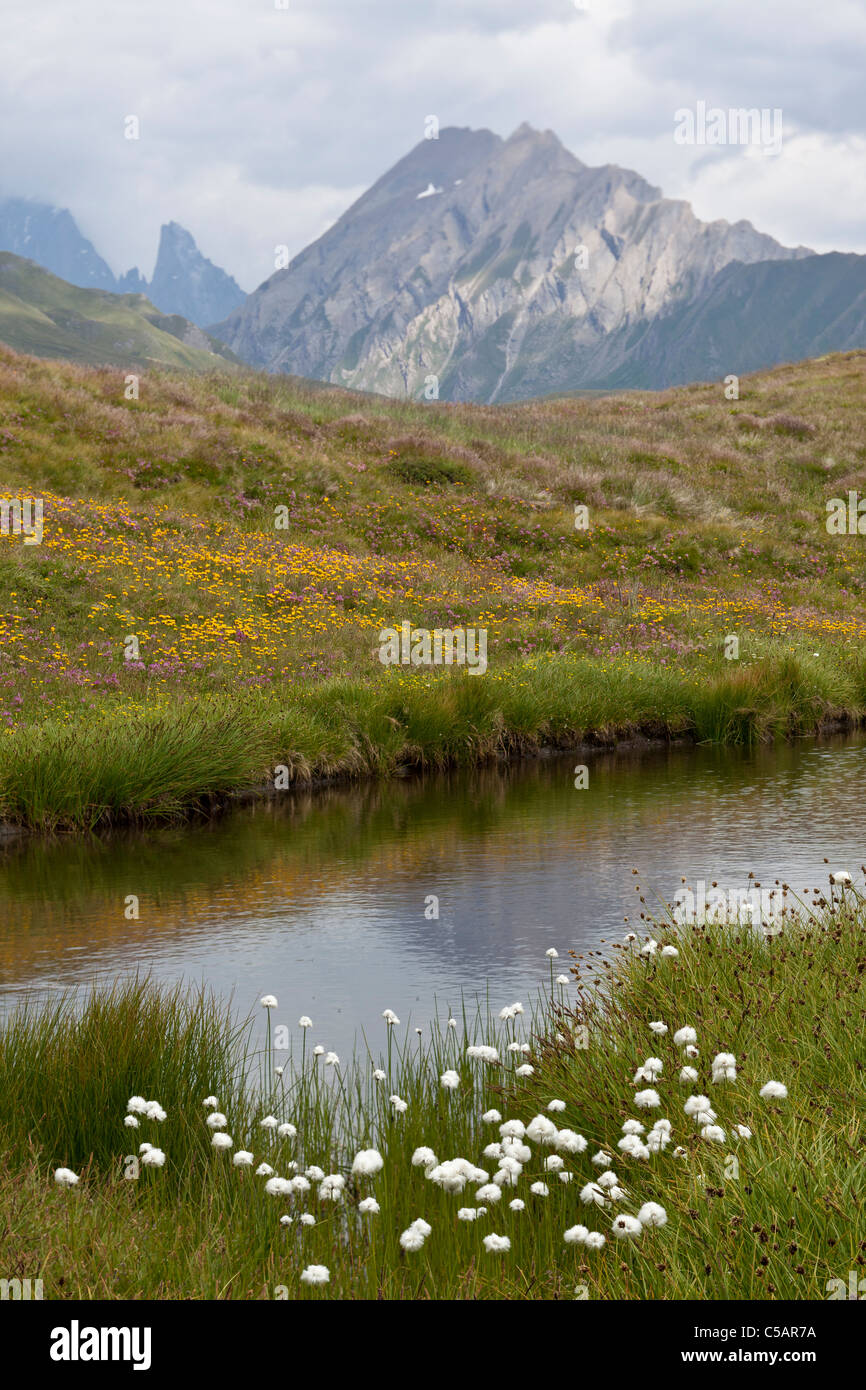 Cotton grass and alpine flowers, Italian Alps Stock Photo