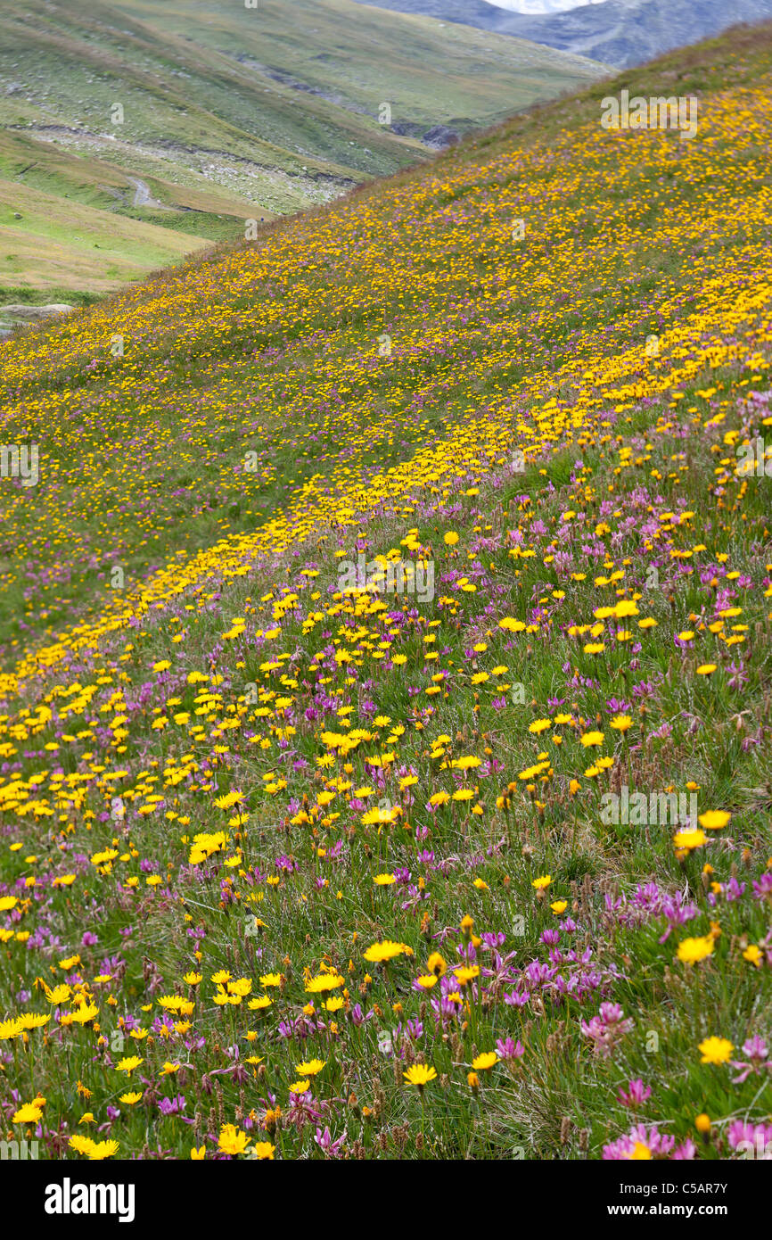 Alpine flowers, mainly hawksweed and clover, at about 2000 metres in the Italian Alps Stock Photo