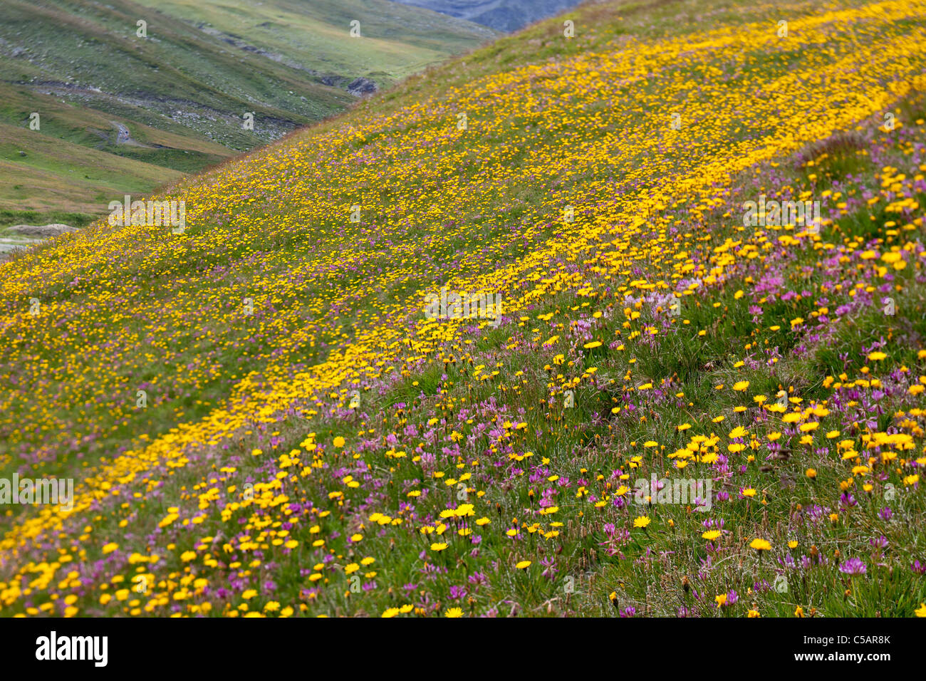 Alpine flowers, mainly hawksweed and clover, at about 2000 metres in the Italian Alps Stock Photo