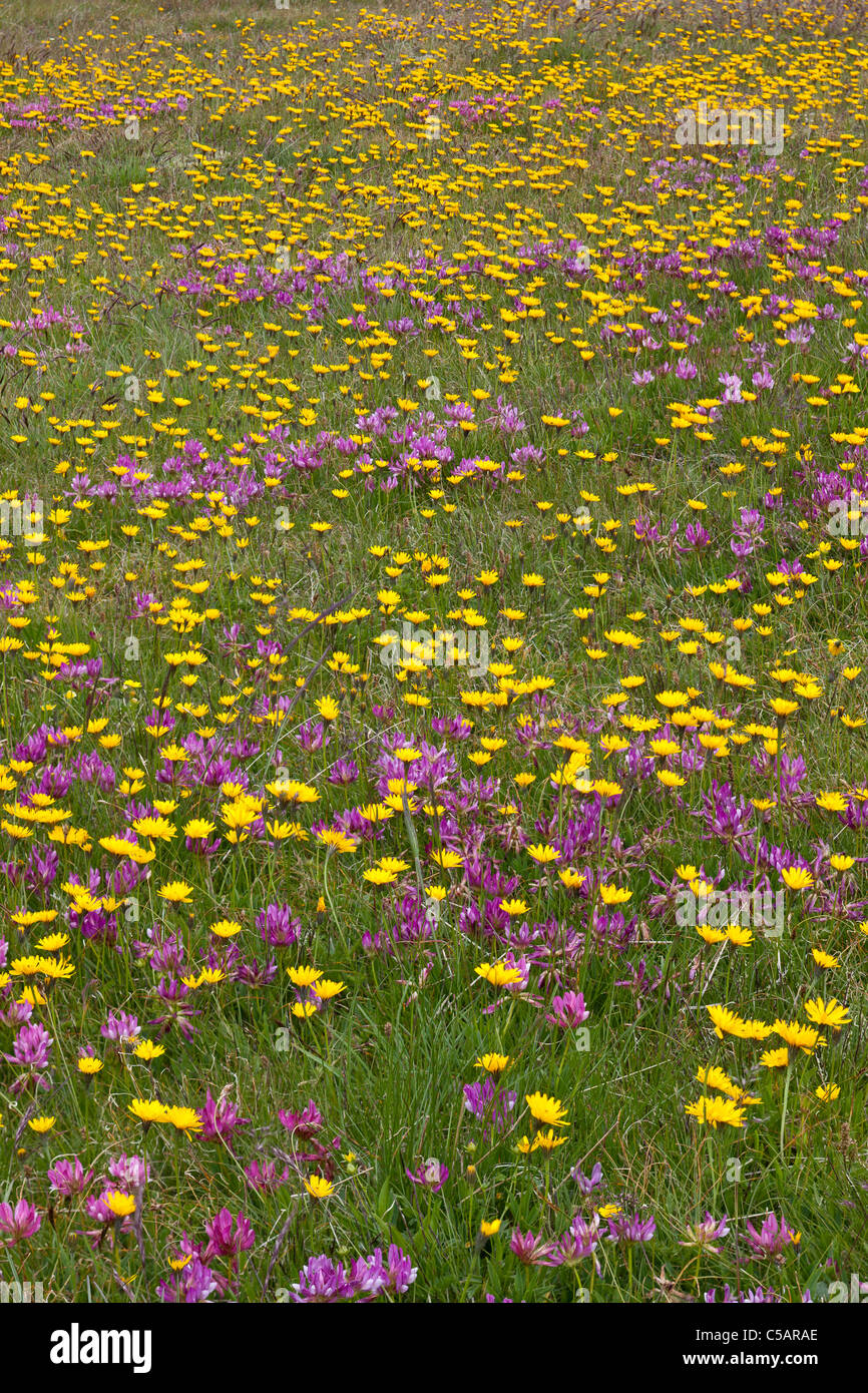 Alpine flowers, mainly hawkweed and clover, at about 2000 metres in the Italian Alps Stock Photo