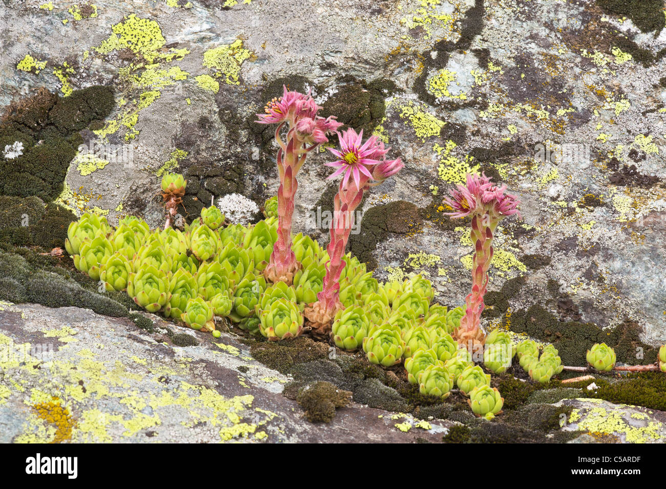 Mountain houseleek, Sempervivum montanum, Valgrisenche, Italian Alps Stock Photo