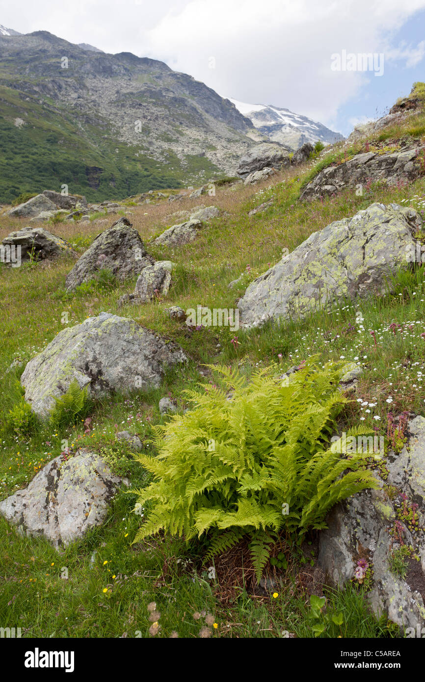 Mountain fern, or lemon-scented fern, Oreopteris limbosperma, Valgrisenche, Italian Alps. Occurs throughout Europe, inc UK. Stock Photo