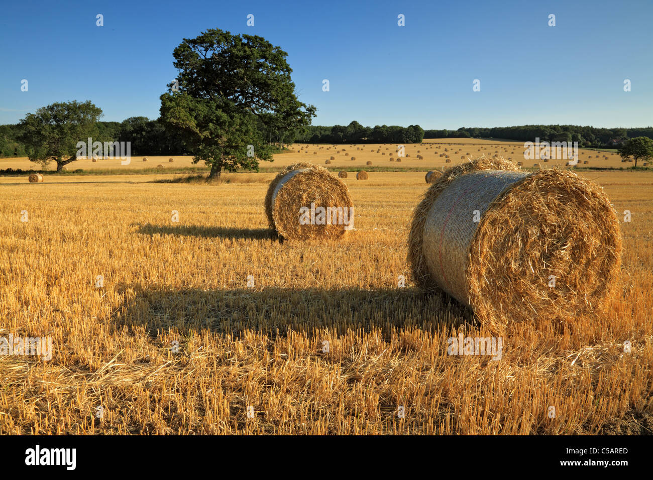 Field of straw bales, Rackam West Sussex Stock Photo