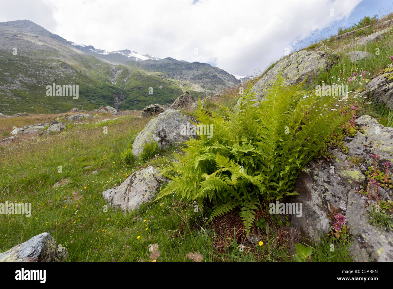 Mountain fern, or lemon-scented fern, Oreopteris limbosperma, Valgrisenche, Italian Alps.  Occurs throughout Europe, inc UK. Stock Photo