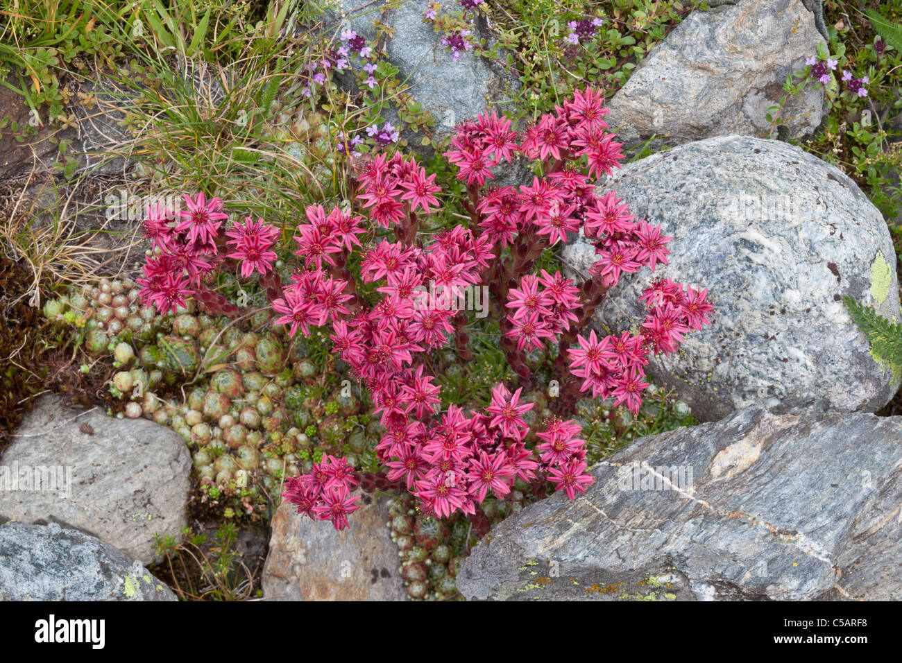 Cobweb houseleek, Sempervivum arachnoideum, Valgrisenche, Italian Alps Stock Photo