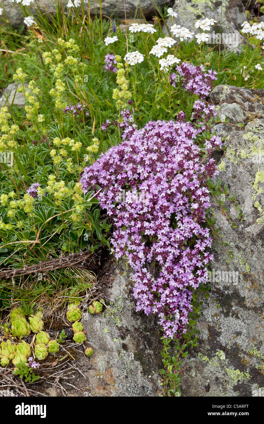 Alpine flowers, including thyme, Thymus species, lady's mantle, Alchemilla species, houseleek, Sempervivum specides, and others Stock Photo