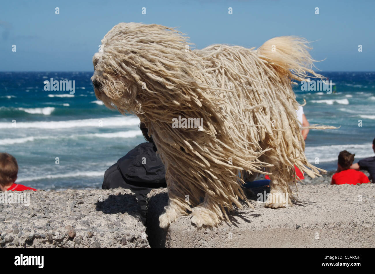 Puli breed of dog - also known as Hungarian Water dog - with it's unique Dreadlock-lile corded coat on windy day at the coast Stock Photo