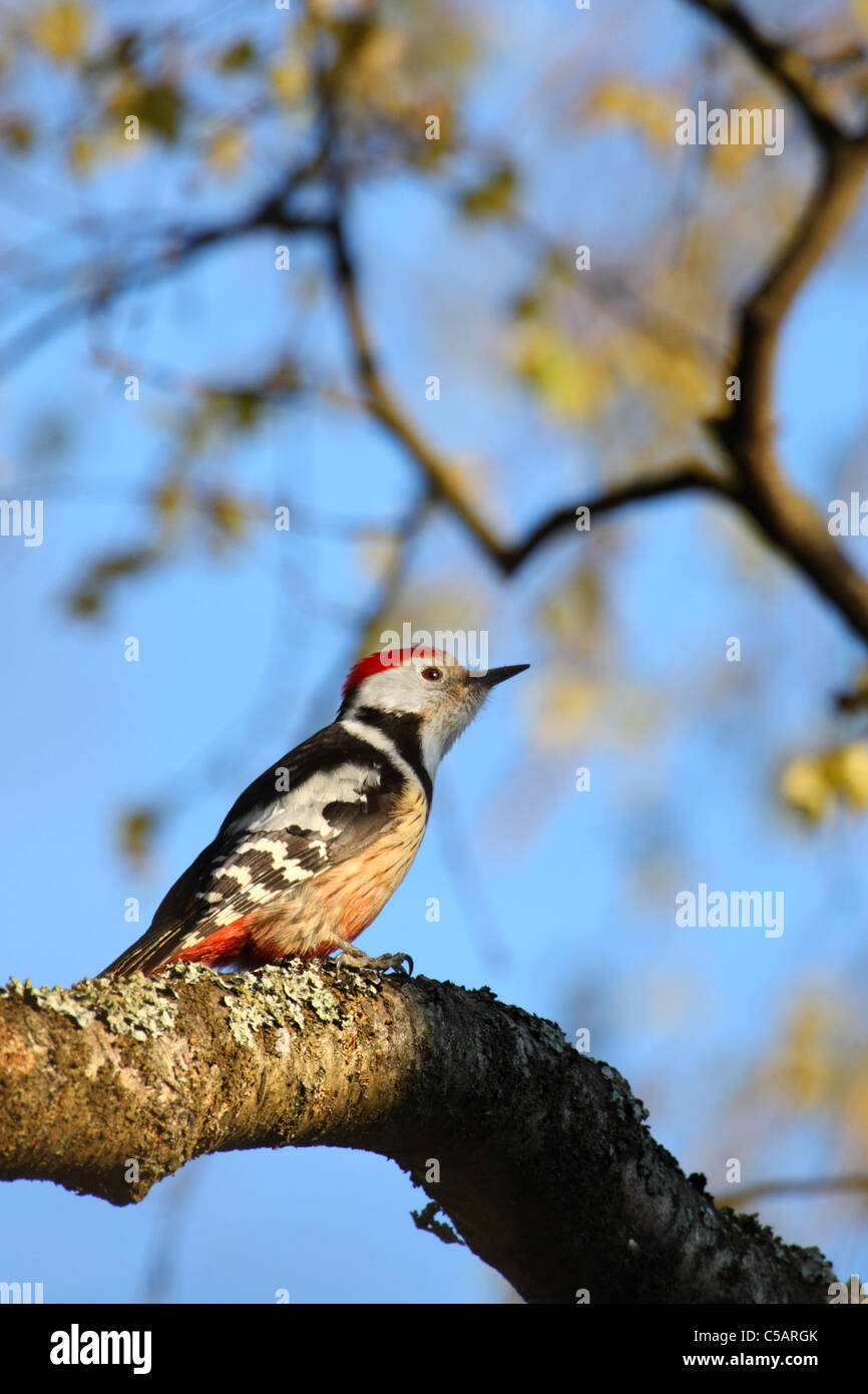 Middle Spotted Woodpecker (Dendrocopos medius). Europe Stock Photo