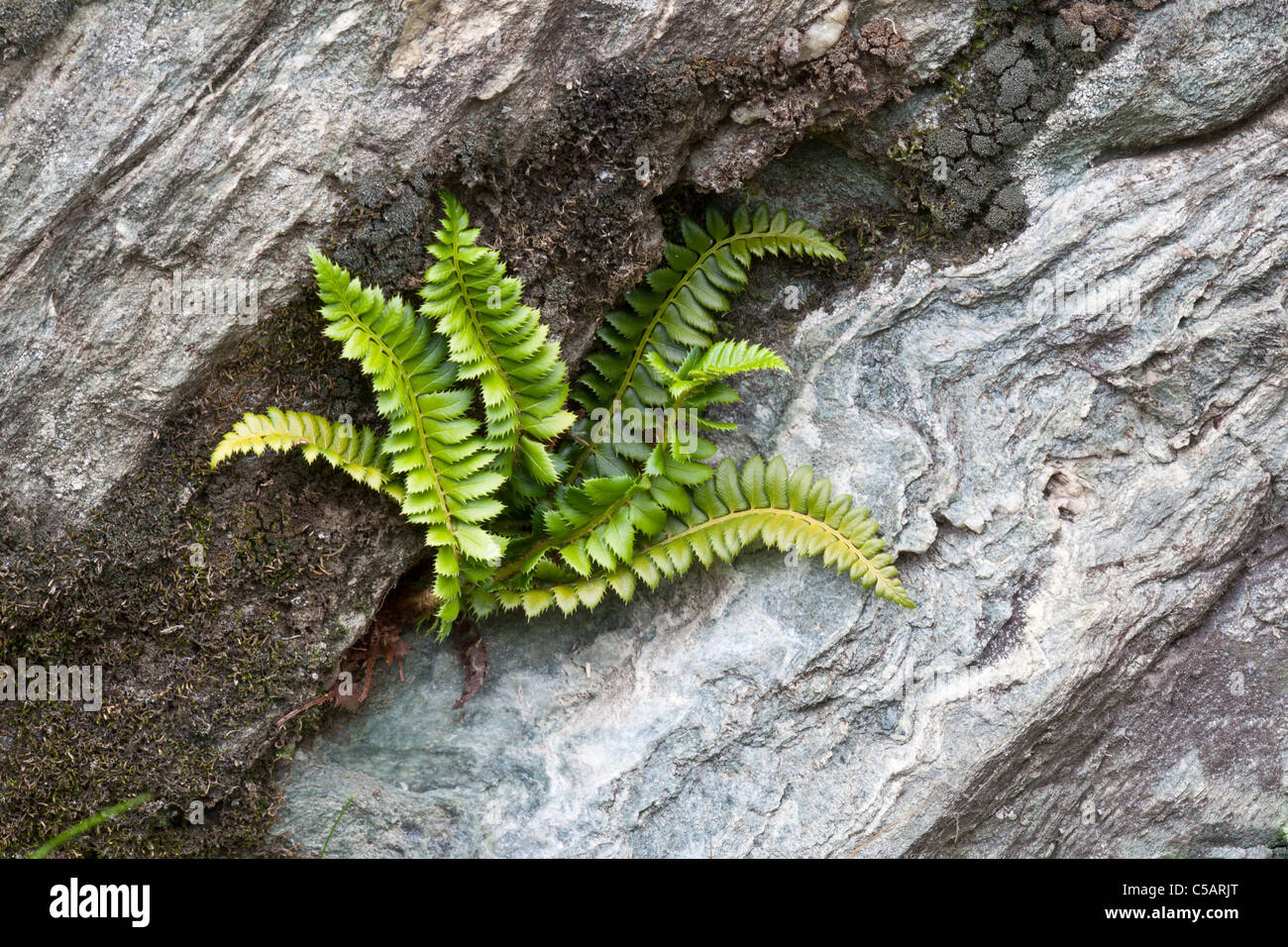 Holly fern, Polystichum lonchitis, Valgrisenche, Italian Alps. Also rare in the UK Stock Photo