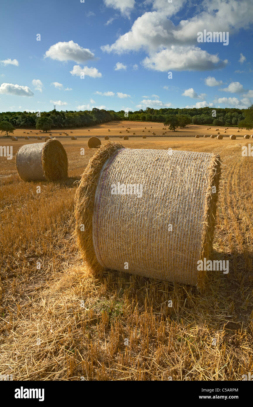 Field of straw bales, Rackam West Sussex Stock Photo