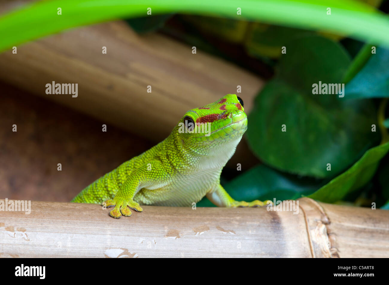 Madagascar, Giant day gecko Stock Photo