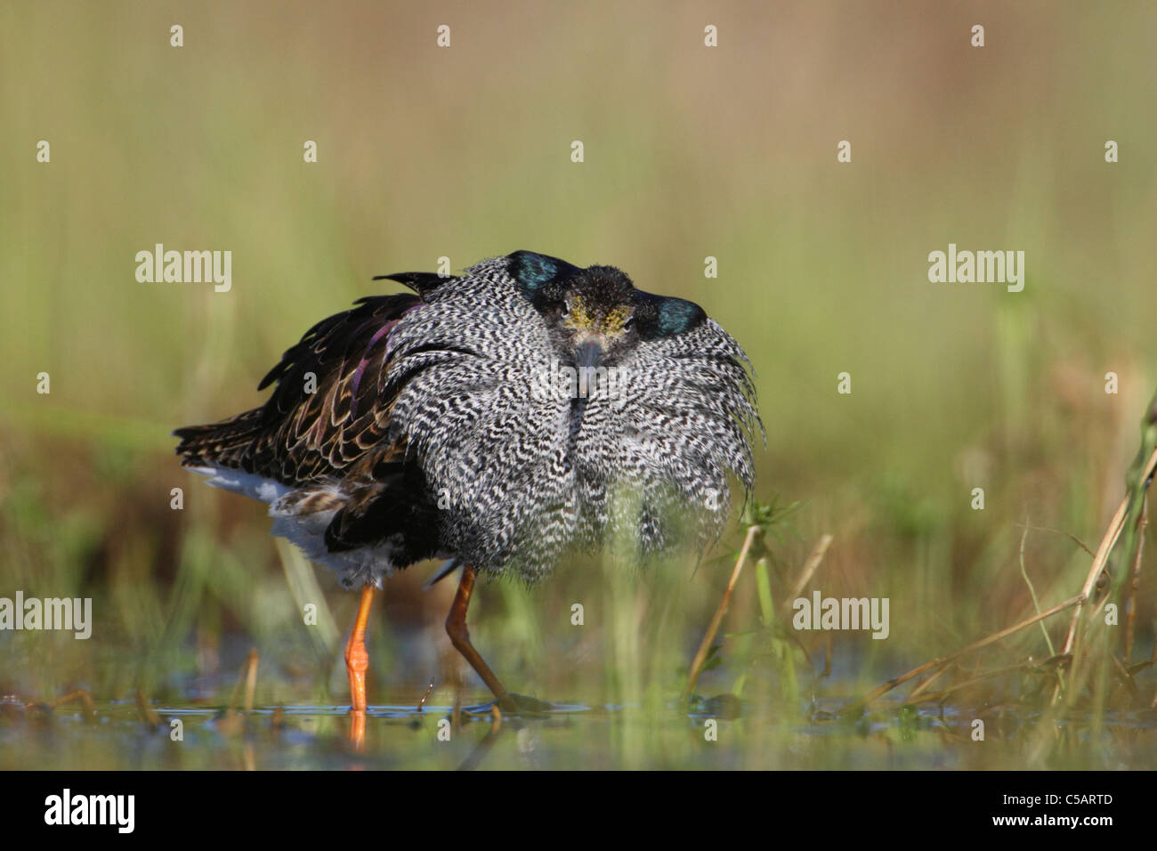 Male Ruff (Philomachus pugnax) in breeding plumage. Europe Stock Photo