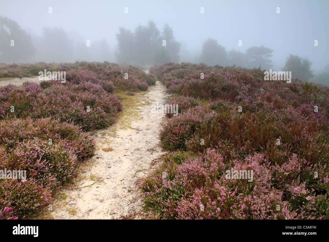 Misty dawn on Heather covered Hesworth Common, West Sussex. Stock Photo