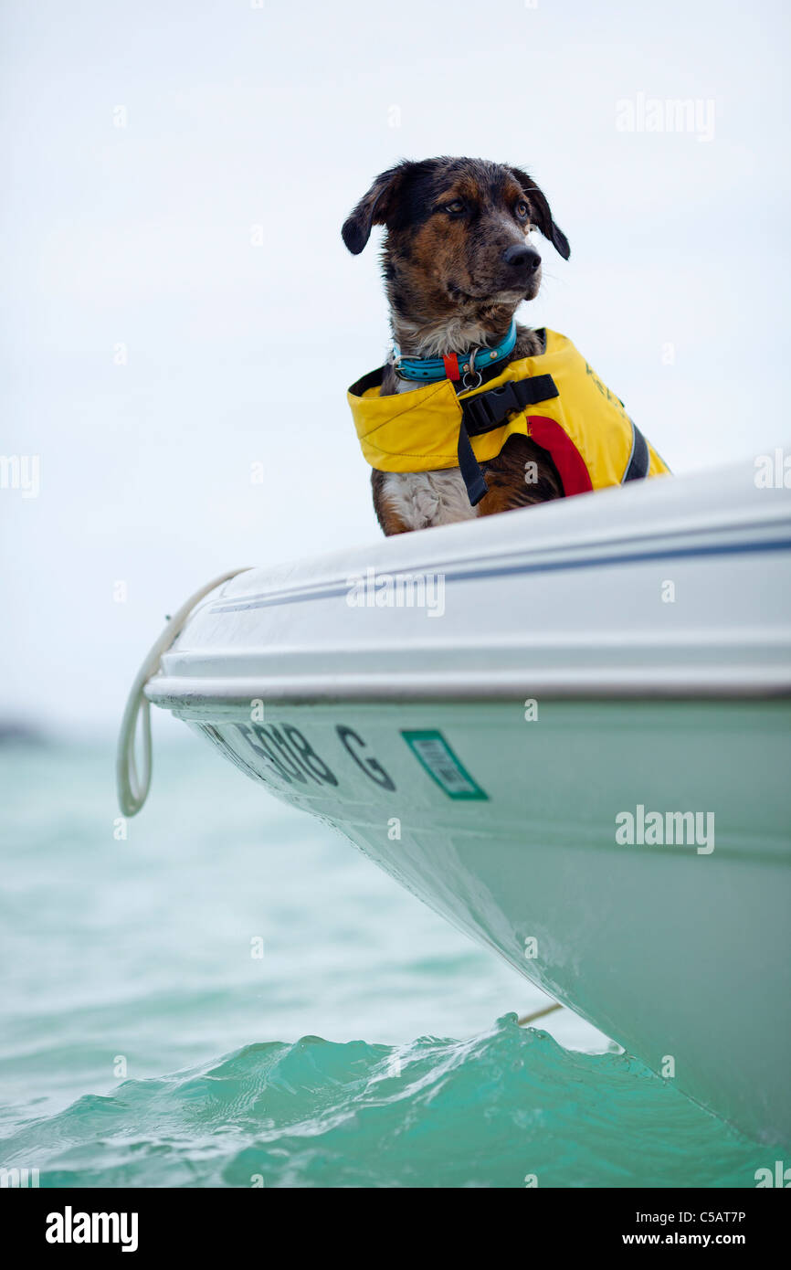 Dog boat Stock Vector Images - Alamy