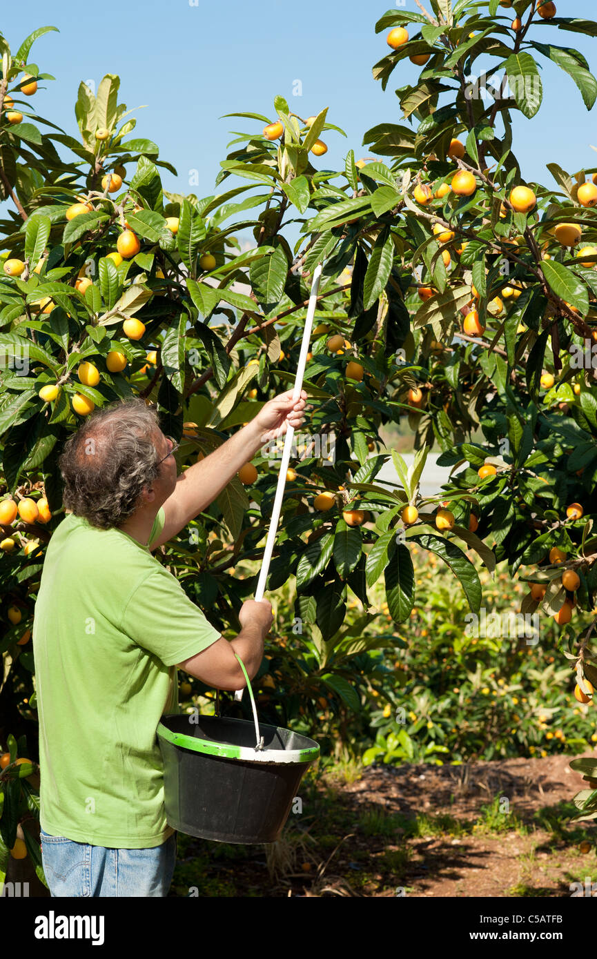 Loquats fruit harvest nispero hires stock photography and images Alamy