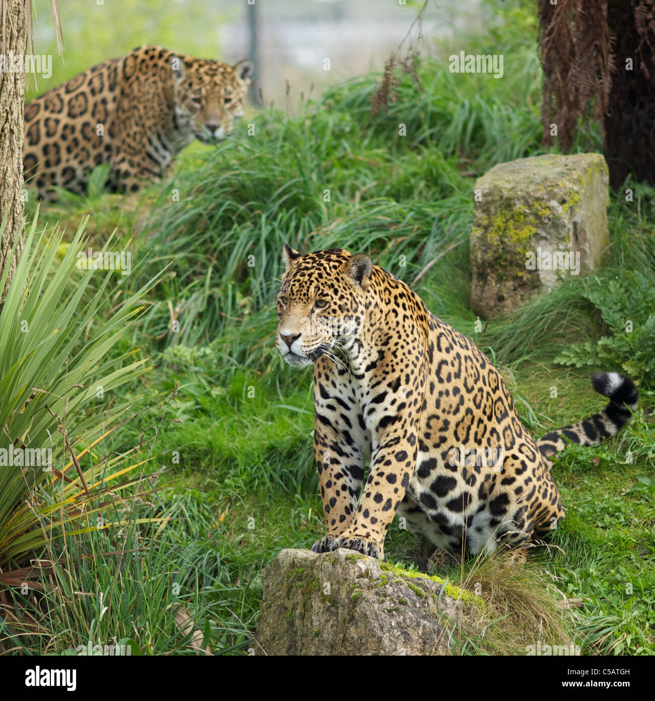 Jaguars Stock Photo