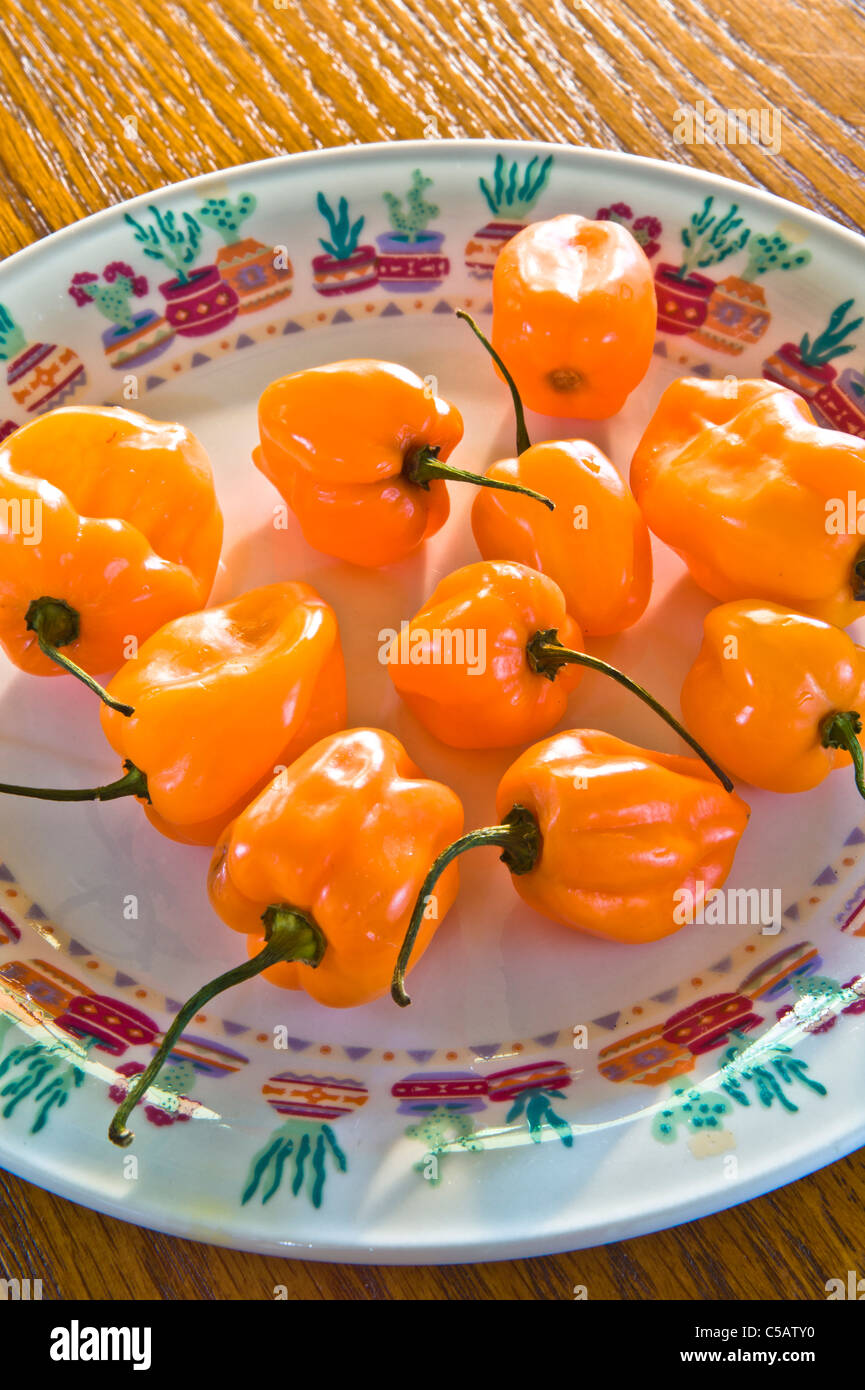 These little orange guys are 40 times hotter then Jalapeños! Stock