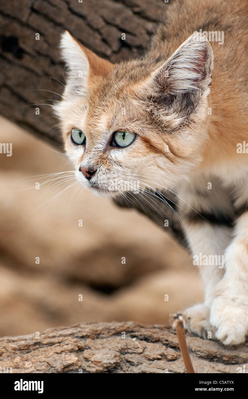 Male Arabian sand cat Stock Photo Alamy