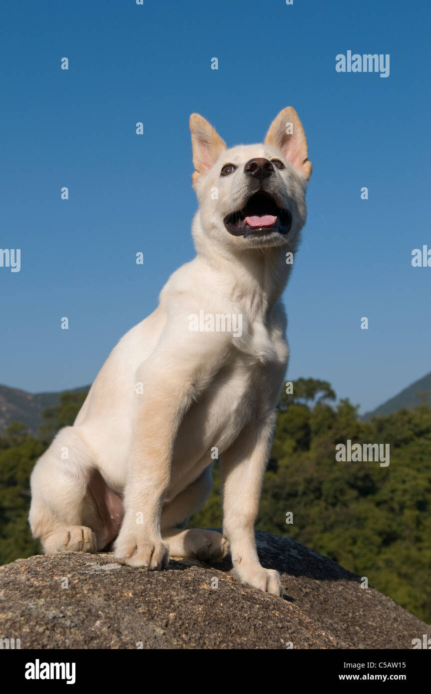 Portrait Of A Mixed Breed Shiba Inu Puppy Stock Photo Alamy