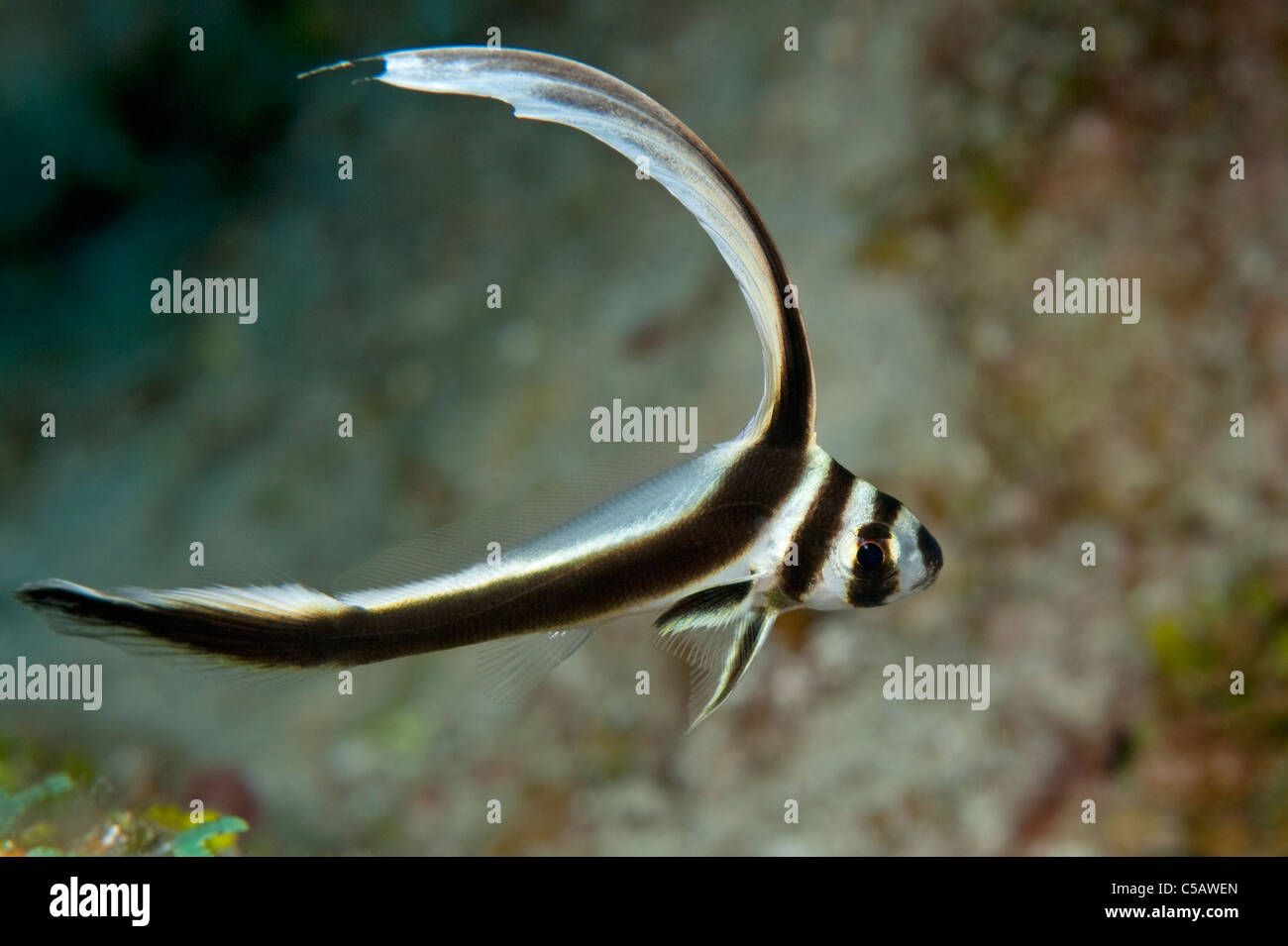 A juvenile Spotted Drum on a reef in Little Cayman. Stock Photo