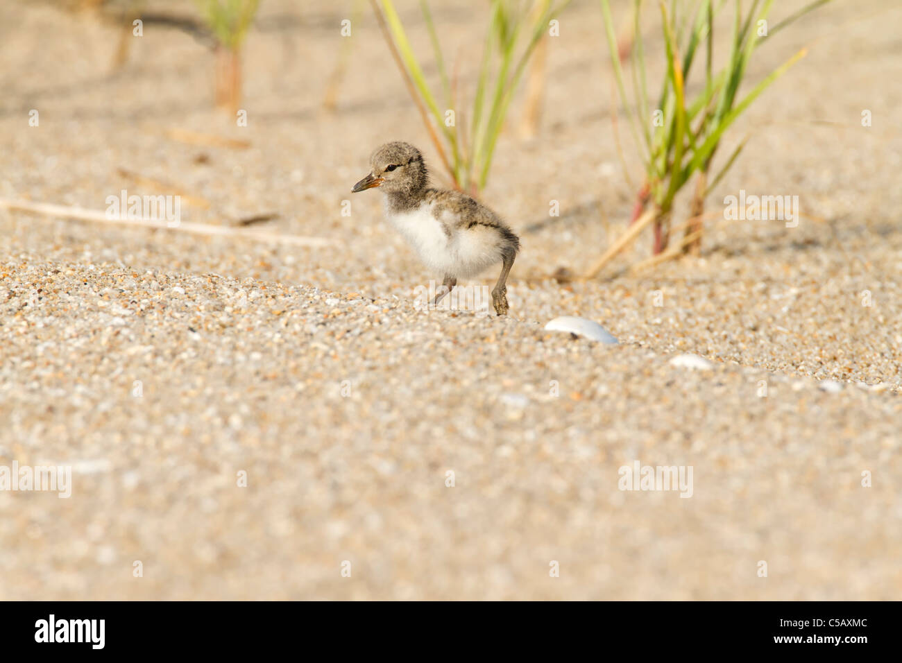 American Oystercatcher chick Stock Photo Alamy