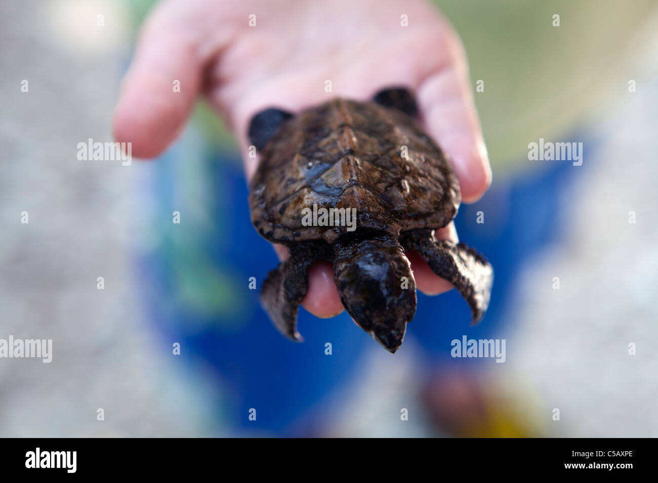 Sea life of Efate, Vanuatu Stock Photo