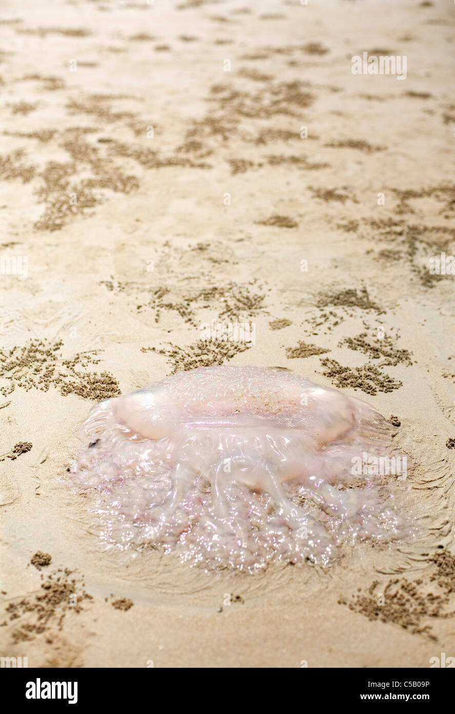 Dried jellyfish hires stock photography and images Alamy