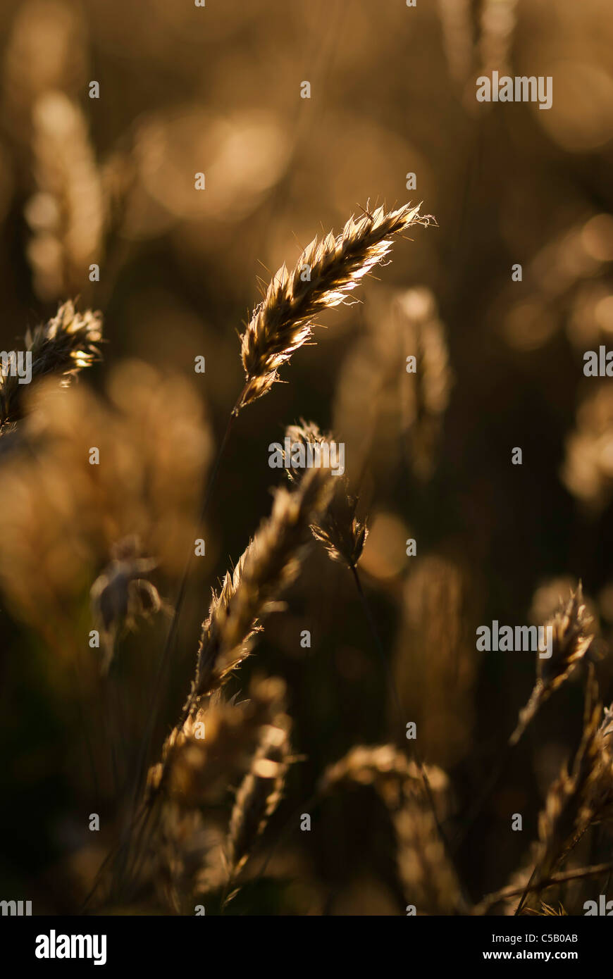 Backlit grass seeds in a hey field. Stock Photo