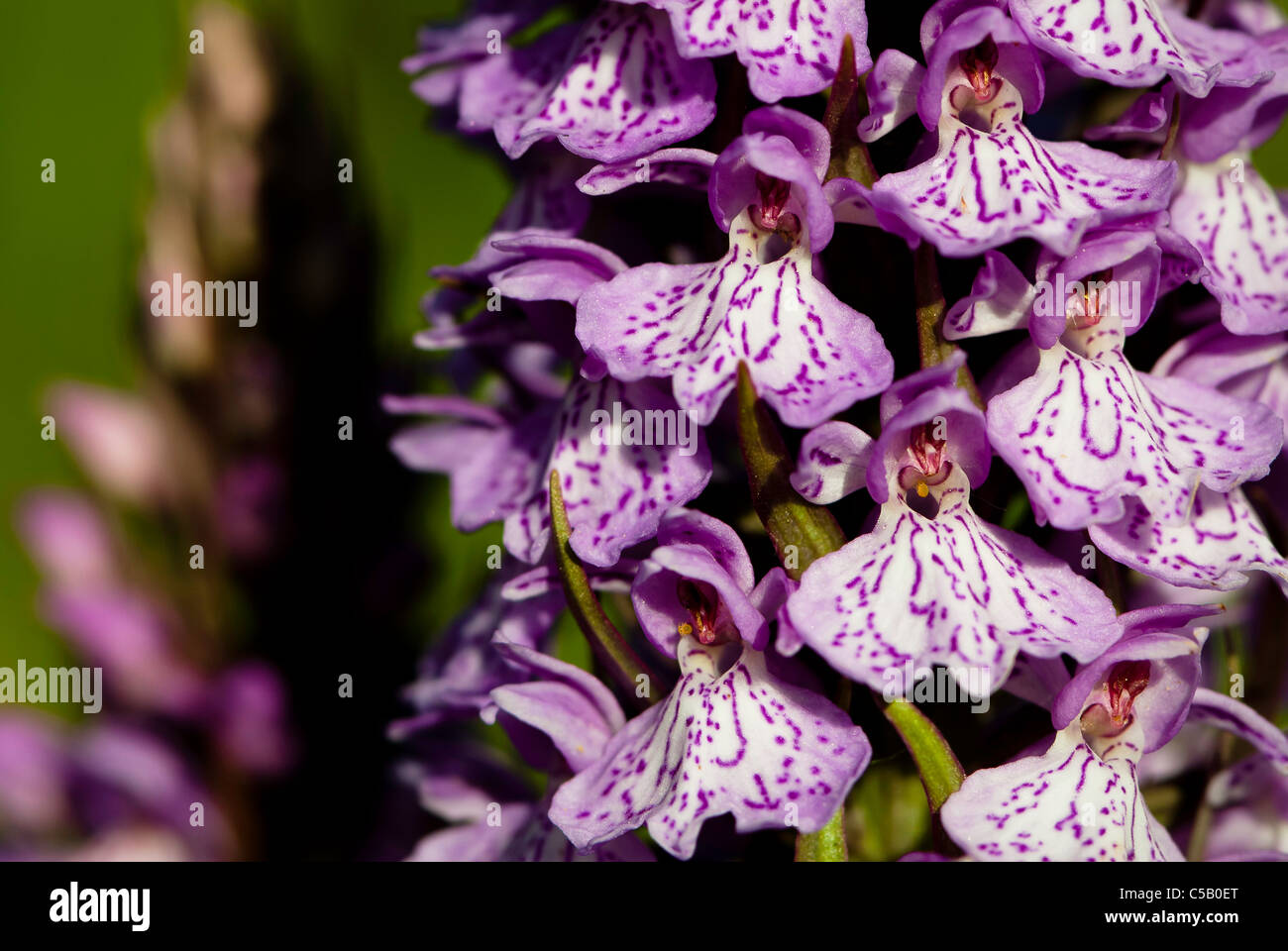 Close up of Dactylorhiza fuchsii flowers. Also known as the Common Spotted Orchid. Stock Photo