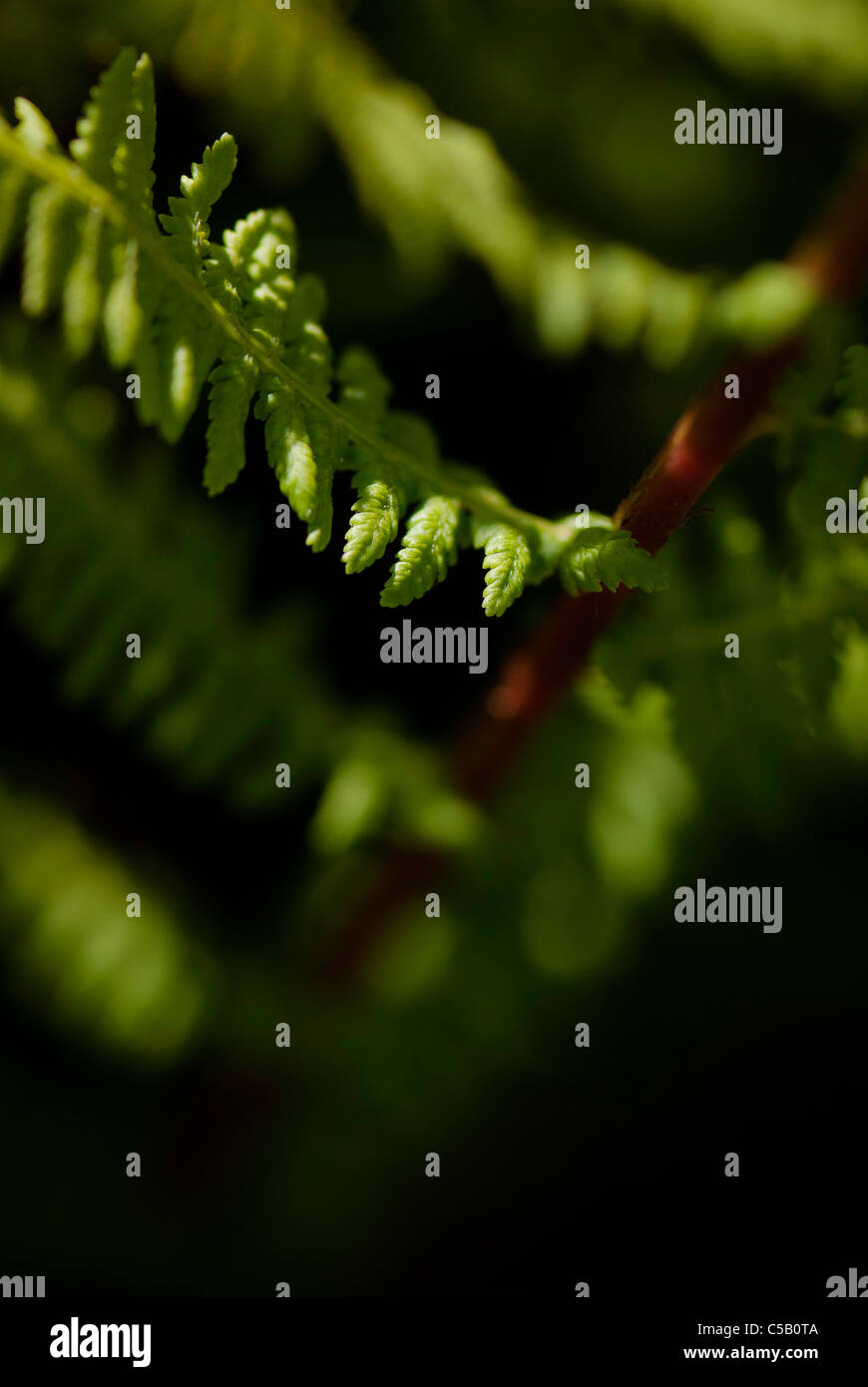 Fern ferns hi-res stock photography and images - Alamy