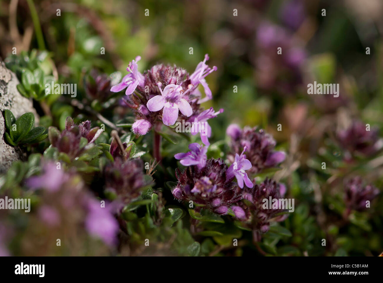 Close up of Thymus praecox flower. also known as wild thyme, creeping thyme or Mother-of-Thyme. Stock Photo